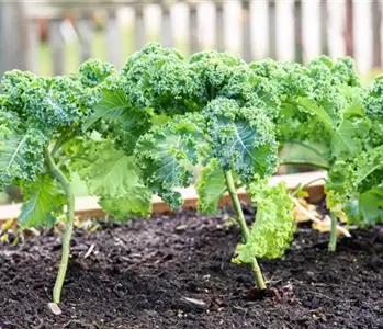 Im eigenen Garten Gemüse anbauen