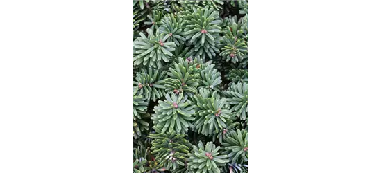 Abies koreana 'Brillant'