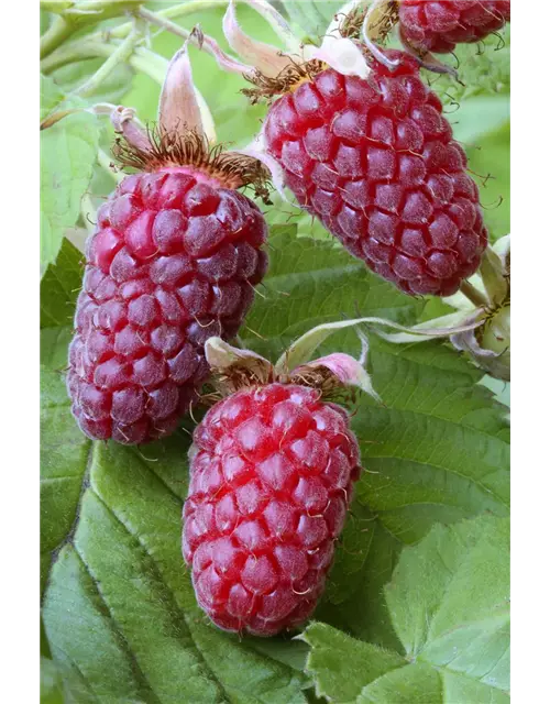 Rubus x 'Buckingham Tayberry' ® Fruchtbengel