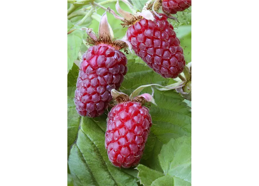 Rubus x 'Buckingham Tayberry' ® Fruchtbengel