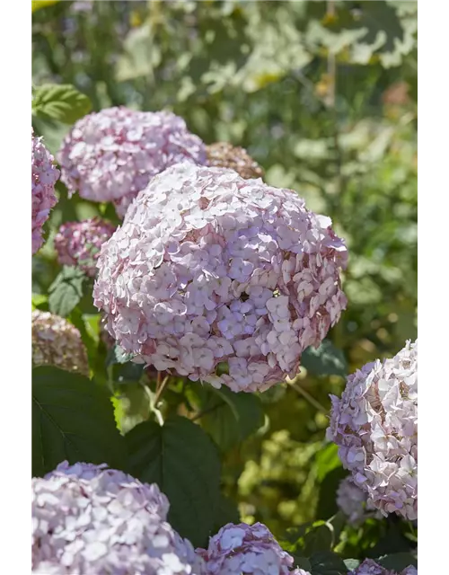 Hydrangea arborescens 'Candybelle'® Bubblegum