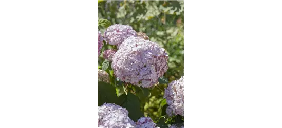 Hydrangea arborescens 'Candybelle'® Bubblegum