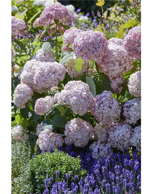 Hydrangea arborescens 'Candybelle'® Bubblegum