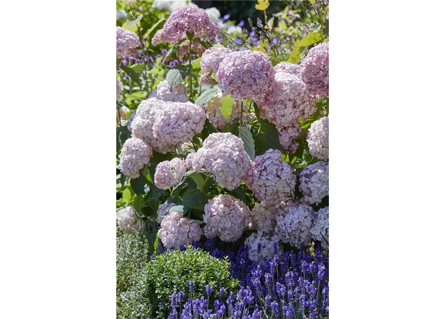 Hydrangea arborescens 'Candybelle'® Bubblegum