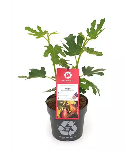 Ficus carica 'Twotimer® Gustis®' Fruchtbengel