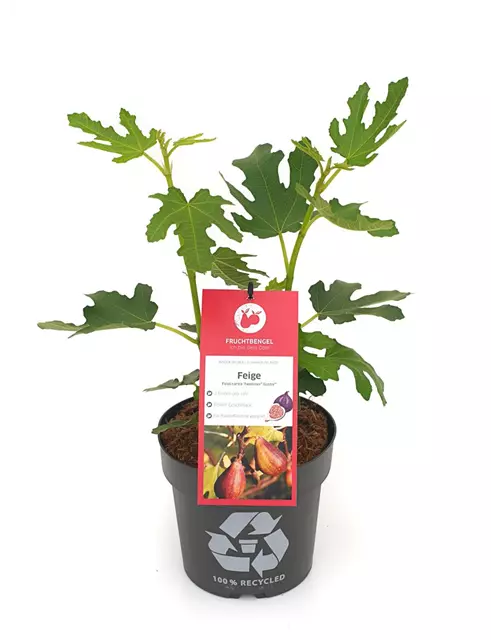 Ficus carica 'Twotimer® Gustis®' Fruchtbengel