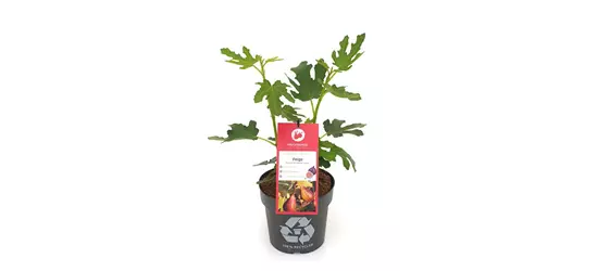 Ficus carica 'Twotimer® Gustis®' Fruchtbengel