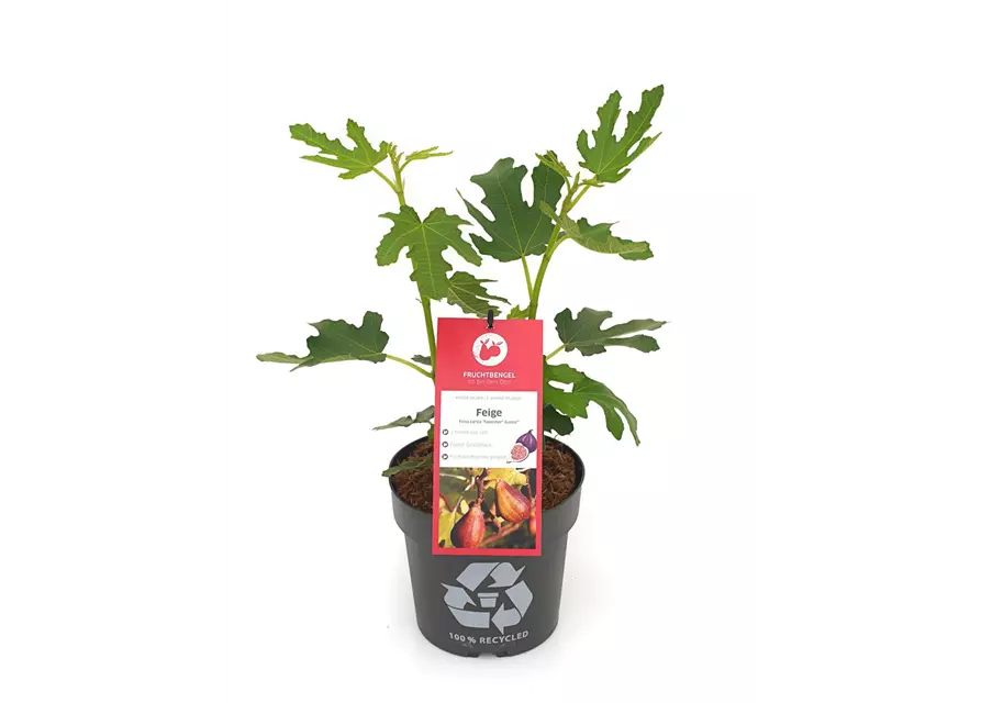 Ficus carica 'Twotimer® Gustis®' Fruchtbengel