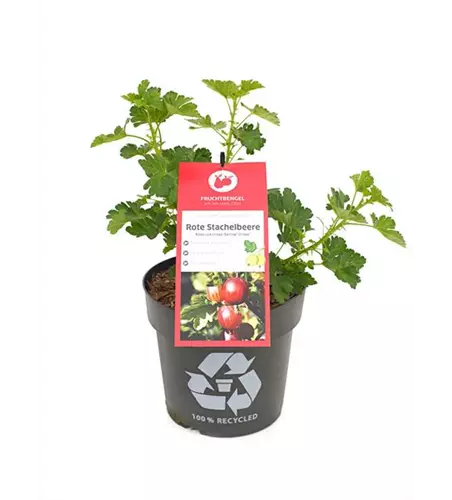 Ribes uva-crispa 'Darling® Crispa®' Fruchtbengel