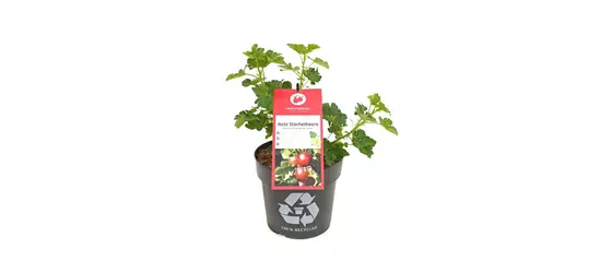 Ribes uva-crispa 'Darling® Crispa®' Fruchtbengel