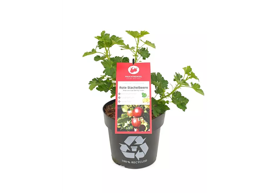 Ribes uva-crispa 'Darling® Crispa®' Fruchtbengel