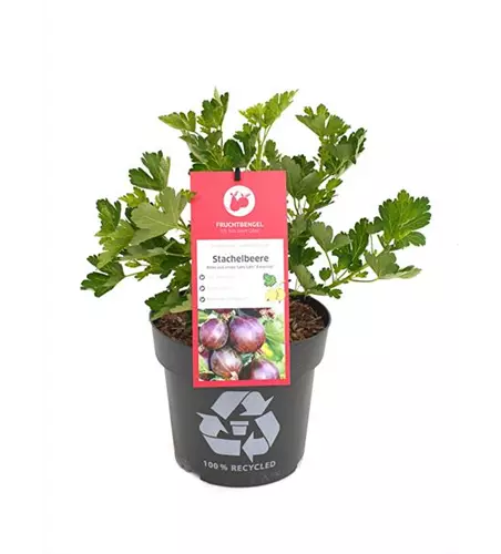 Ribes uva-crispa 'Lady Late® Easycrisp®' Fruchtbengel