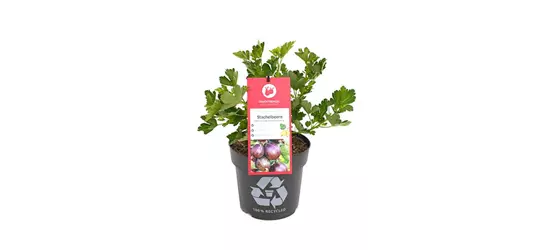 Ribes uva-crispa 'Lady Late® Easycrisp®' Fruchtbengel