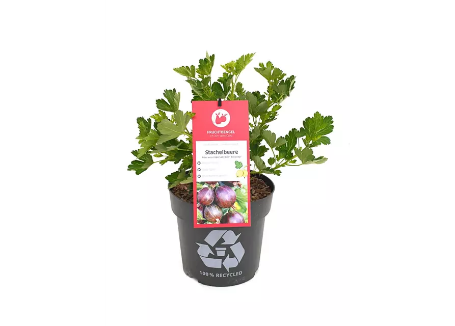 Ribes uva-crispa 'Lady Late® Easycrisp®' Fruchtbengel