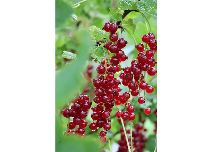 Ribes rubrum 'Ribest® Babette®' Fruchtbengel