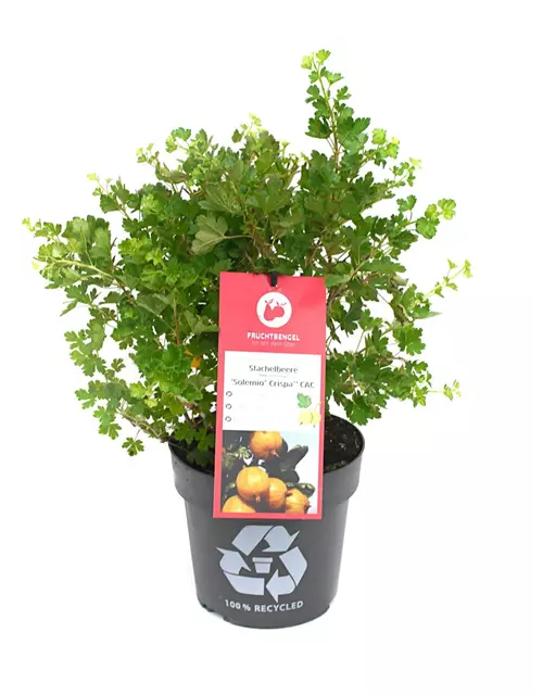 Ribes uva-crispa 'Solemio® Crispa®' Fruchtbengel