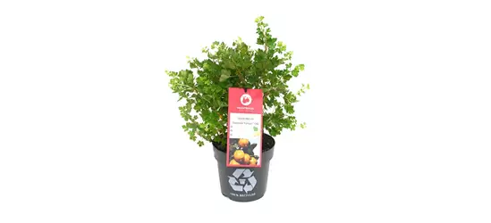 Ribes uva-crispa 'Solemio® Crispa®' Fruchtbengel