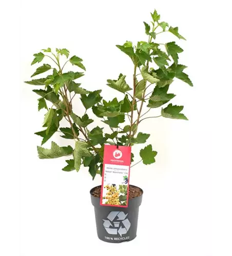 Ribes rubrum 'Ribest® Blanchette®' Fruchtbengel