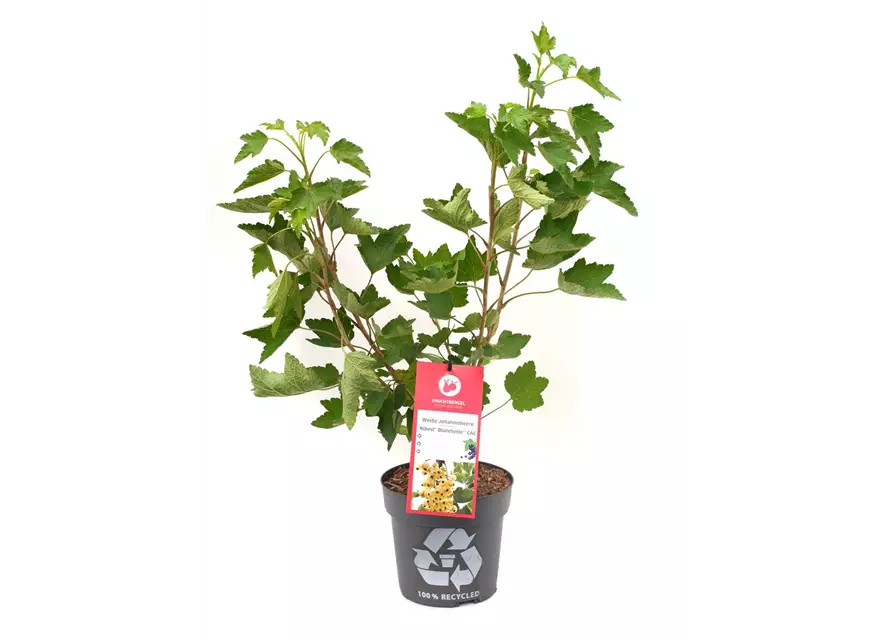 Ribes rubrum 'Ribest® Blanchette®' Fruchtbengel