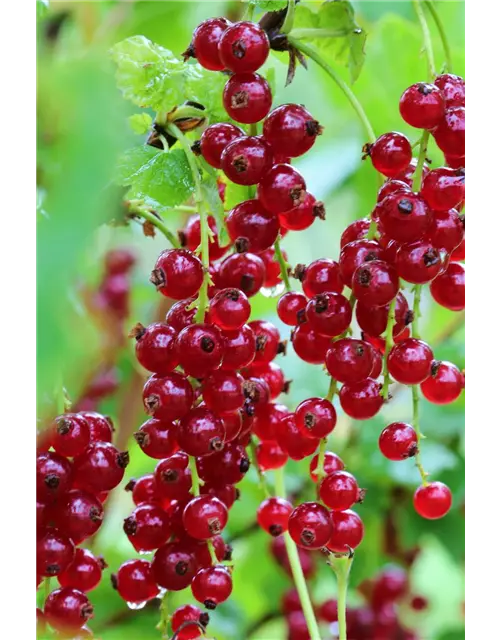 Ribes rubrum 'Ribest® Blanchette®' Fruchtbengel