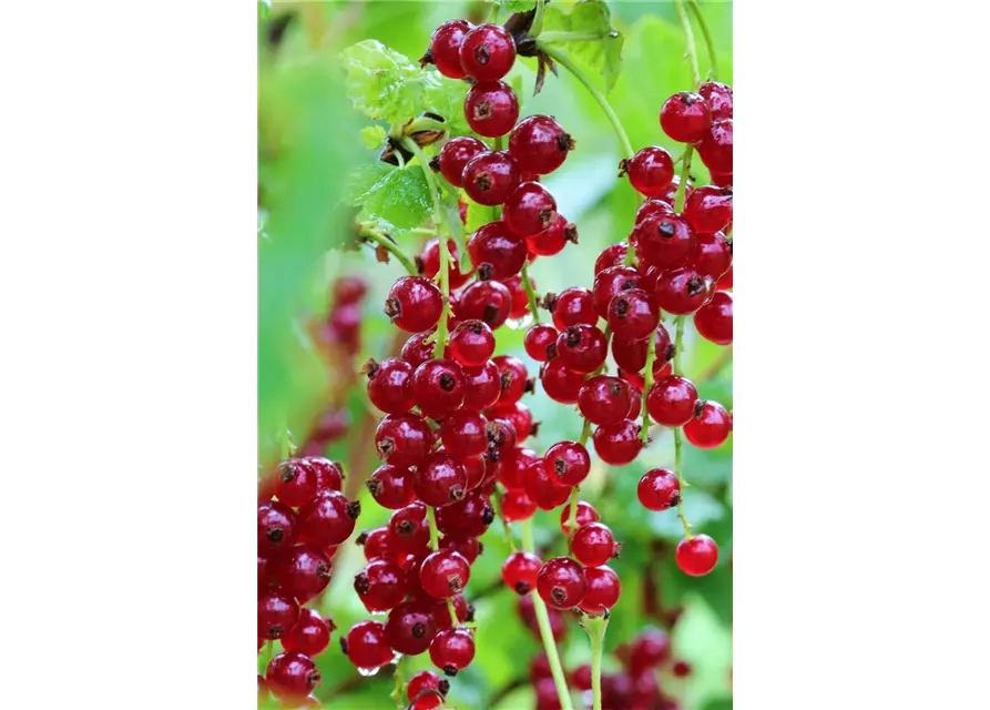 Ribes rubrum 'Ribest® Blanchette®' Fruchtbengel