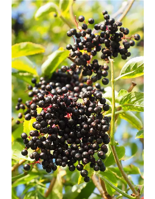 Sambucus nigra 'Haidegg 17' Fruchtbengel