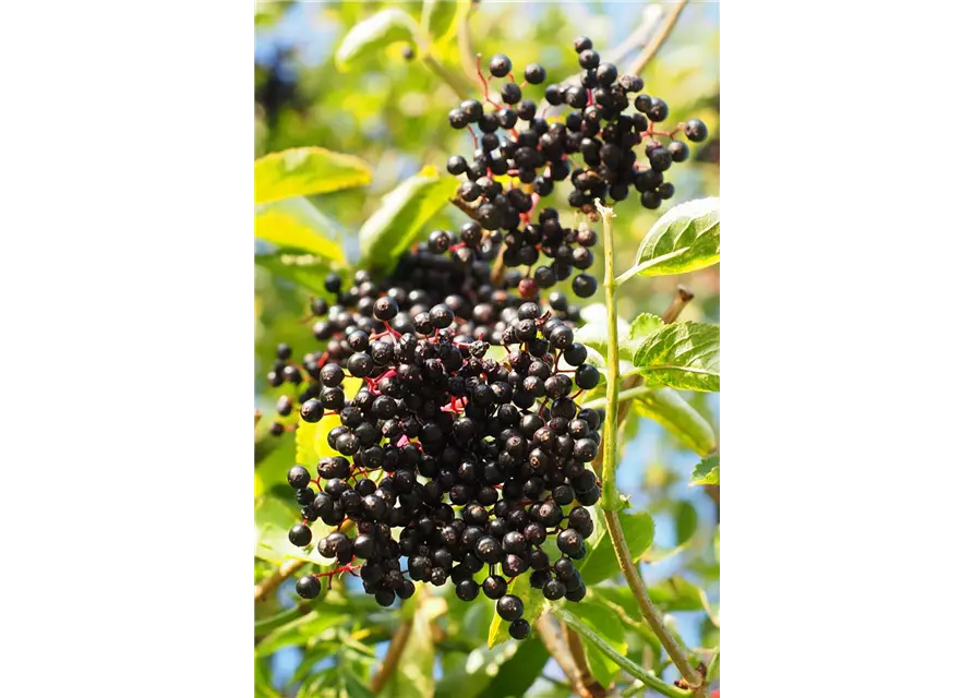 Sambucus nigra 'Haidegg 17' Fruchtbengel