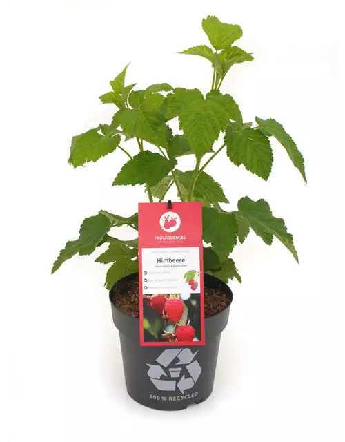 Rubus idaeus 'Summer Chef'® Fruchtbengel