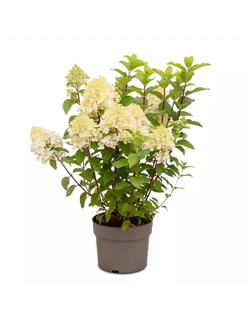 Hydrangea paniculata 'Living Sugar Rush'®