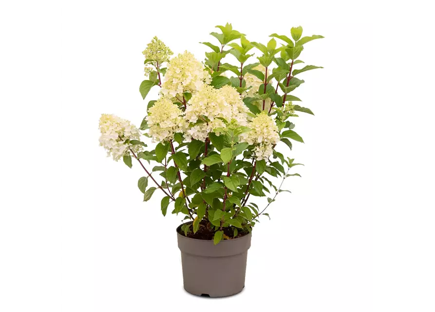 Hydrangea paniculata 'Living Sugar Rush'®