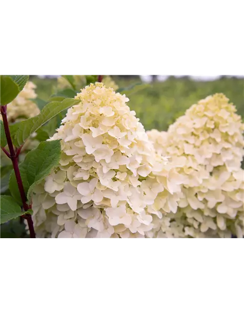 Hydrangea paniculata 'Living Sugar Rush'®