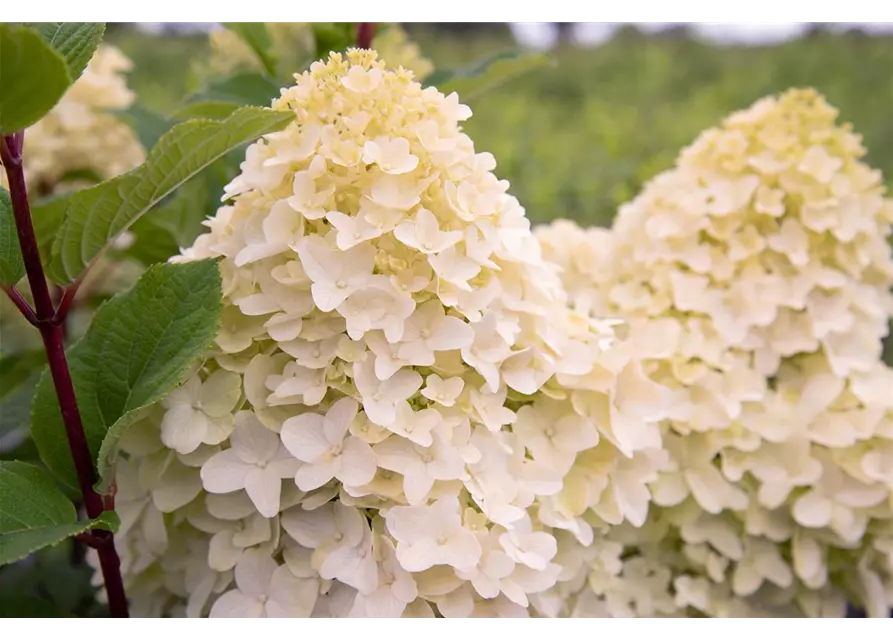 Hydrangea paniculata 'Living Sugar Rush'®