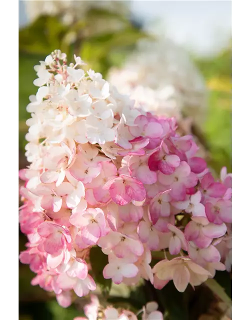 Hydrangea paniculata 'Living Sugar Rush'®