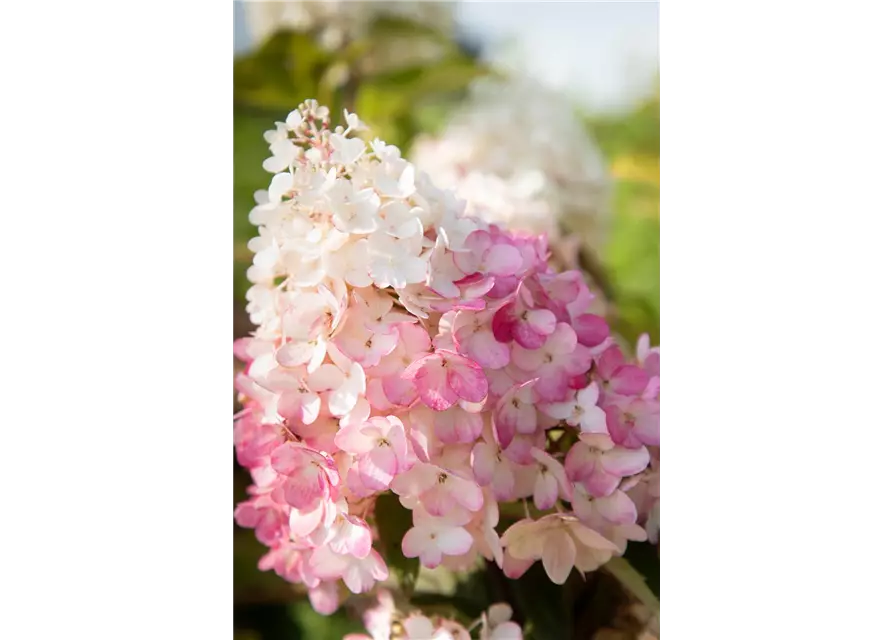 Hydrangea paniculata 'Living Sugar Rush'®