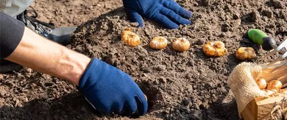 Wie Blumenzwiebeln im Frühjahr am besten eingepflanzt werden