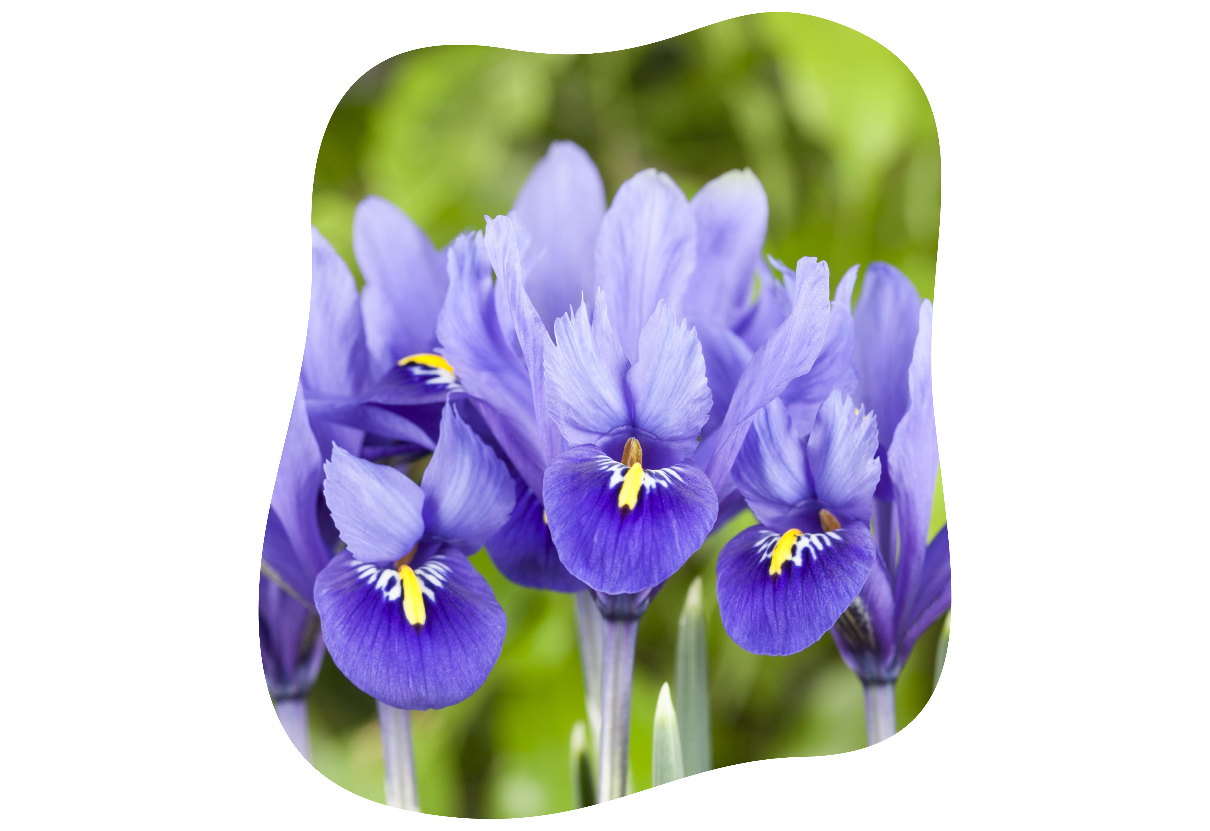 Iris_reticulata_kiefl_gartencenter_in_gauting_bei_muenchen.png