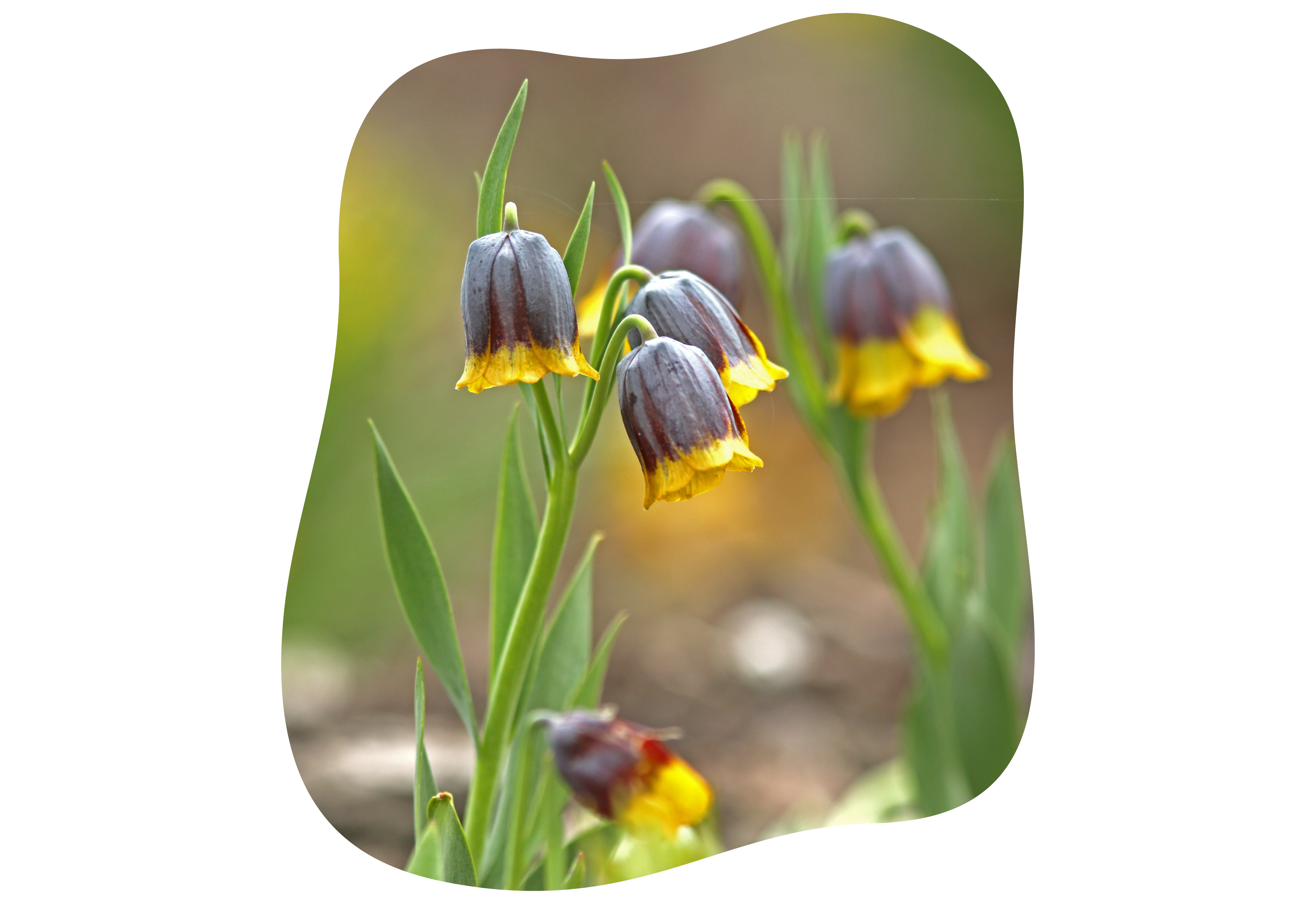 fritillaria_uva-vulpis_kiefl_gartencenter_in_gauting_bei_muenchen.png