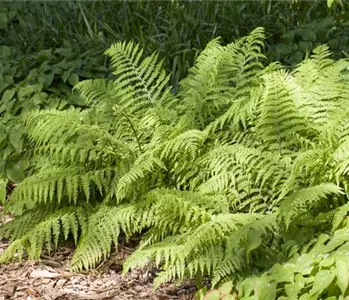 Traumhaft schön: Die dekorative Gartengestaltung mit Farnen