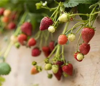 Erdbeeren – das passende Obst für alle Naschkatzen