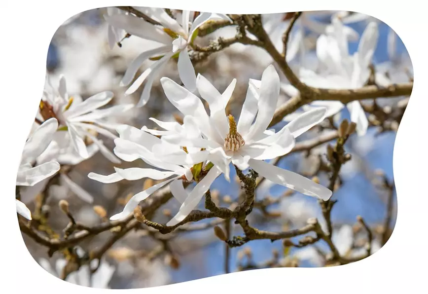 sternmagnolie-fruehlingsstauden-im-gartencenter-kiefl-in-gauting-bei-muenchen.jpg