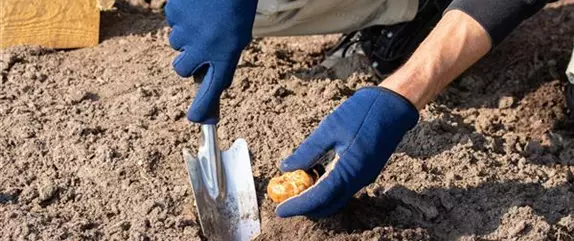 Die bunte Blütenpracht der frühblühenden Pflanzen zu Ostern 