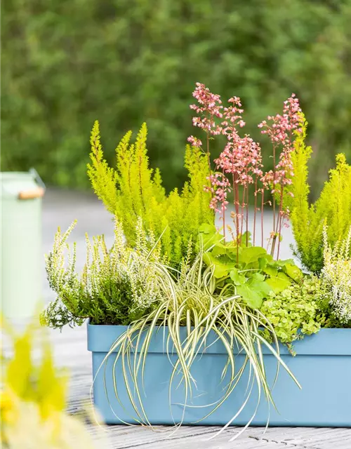 Erica arborea 'Estrella Gold'