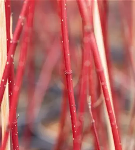 Cornus alba 'Miracle' ®