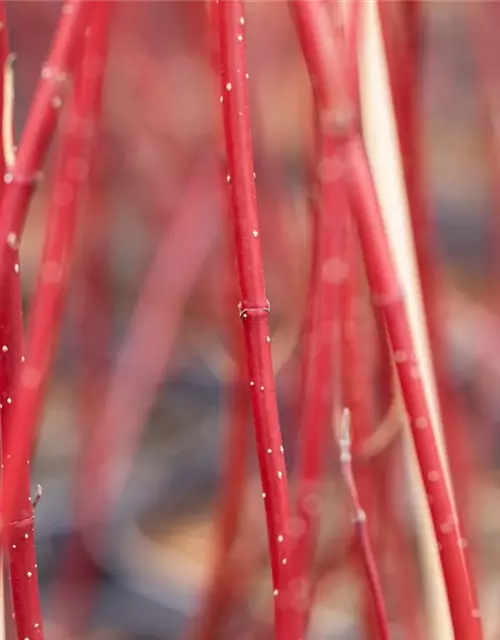 Cornus alba 'Miracle' ®