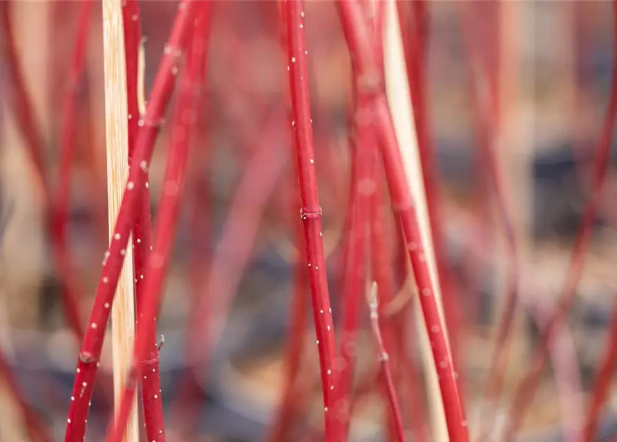 Cornus alba 'Miracle' ®