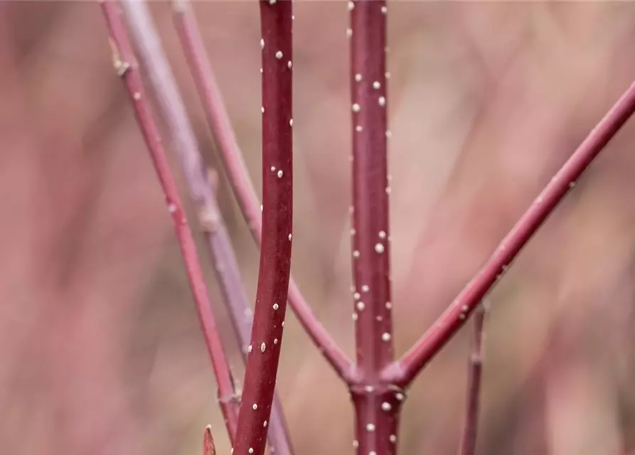 Cornus alba 'Miracle' ®