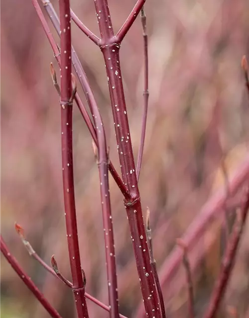 Cornus alba 'Miracle' ®