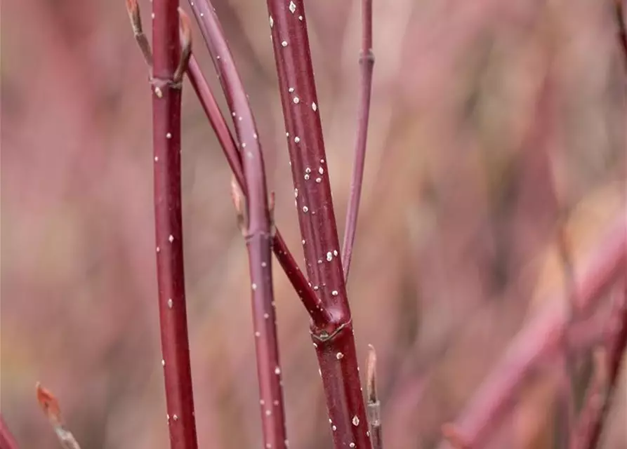 Cornus alba 'Miracle' ®