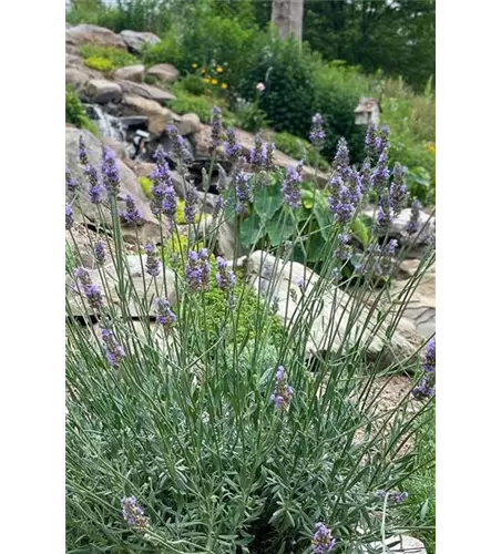 Lavandula x 'Sensational!' ®