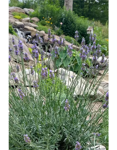 Lavandula x 'Sensational!' ®